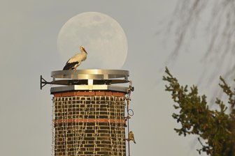 Der Storch und der Mond: Naturfotograf gelingen in Frankenberg und Krumbach tolle Aufnahmen - Storch vorm Mond: Das Foto entstand in der Nacht zum Freitag in Frankenberg.