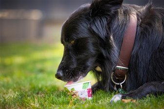 Der Trend geht zum Eis für den Hund - Cooper genießt sein Leberwursteis.