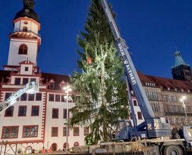 Der Weihnachtsbaum ist da - Mithilfe eines Krans wurde die Fichte auf dem Markt aufgestellt und im Boden verankert.