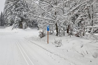 Der Winter, der keiner war: Selbst Morgenröthe-Rautenkranz meldete im Januar sieben frostfreie Tage - Nur Anfang Dezember reichte die Schneeauflage aus, um die Kammloipe zu präparieren.