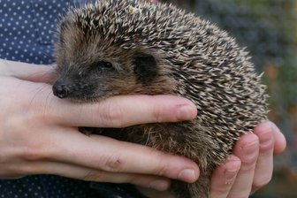 Der Winter naht: Zahlreiche Igel sind auf Hilfe angewiesen - Einer der acht Bewohner, die in der Tierschutzstation dank intensiver Betreuung aufgepäppelt werden.