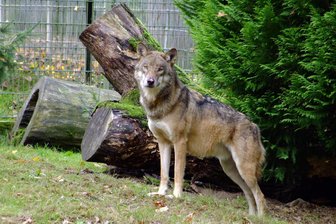„Der Wolf ist längst da“: Warum Westsachsen beim Wolfsmonitoring noch ein weißer Fleck ist - Westsachsen ist im Wolfsmonitoring im Freistaat noch ein weißer Fleck. Im Bild einer der beiden Wölfe im Tierpark Hirschfeld.