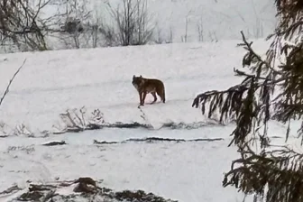 Der Wolf vom Fichtelberg: Stadt veröffentlicht Aufruf - Am Dienstag war der Wolf in der Nähe des Oberwiesenthaler Hotels von Jens Weißflog unterwegs.