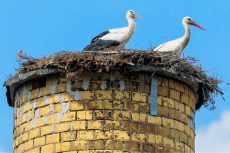 Deshalb fliegen immer mehr Störche aus Bayern und Hessen ins Erzgebirge - Dieses Storchenpaar hat sich auf einem ausgedienten Schornstein an der Blumenauer Straße eingenistet. 