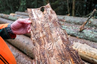 Deshalb ist Wanderern jetzt der Weg ins Nymphental bei Plauen versperrt - Ein Forst-Mitarbeiter zeigt die Rindeninnenseite einer gefällten Fichte - mit Spuren von Borkenkäferlarven.