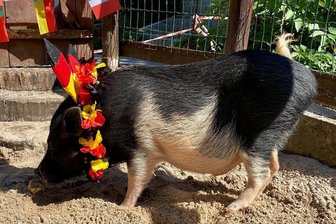 Deutschland bei EM raus - Rudi im Auer Zoo der Minis lag nur bei einem Spiel falsch - Minischwein Rudi war bis hin zum Fan-Schmuck patriotisch, bis auf das Spiel Deutschland gegen England. 