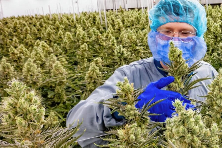 Deutschlands größte Cannabisfarm steht in Sachsen - Was der Gärtner André Horn hier hegt und pflegt, gilt als Arzneimittel aus kontrolliertem Anbau. Durch seine Hände geht Stoff, der Kranken helfen soll.