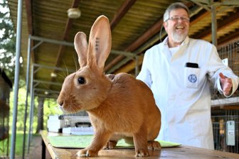 Deutschlands größte Freiluftschau: Mehr als 1000 Rassekaninchen in Rochlitz zu sehen - Dieses Burgunderkaninchen begeisterte am Donnerstag in Rochlitz auch Preisrichter Holger Bierschenk aus Kassel.