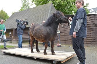 Diät-Pony wiegt noch 100 Kilo zu viel -