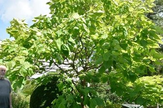 Dichtes Blätterdach spendet viel Schatten - Jürgen Weberchen aus Klingenthal hat in seinem Garten einen riesigen Trompetenbaum, neben dem er wie ein Zwerg wirkt.