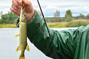 Dicker Fisch: Wieder Einbruch in Plauen-Haselbrunn und wieder in einem Keller - Eine Angelausrüstung ist jetzt in Haselbrunn aus einem Keller gestohlen worden.