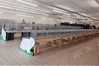 Dickes Fell mitten im Sommer: Langohren präsentieren sich im ehemaligen Einkaufsmarkt in Oederan - Die Vereinsmitglieder haben für die Ausstellung alles vorbereitet.