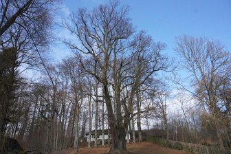 Dickster Baum des Vogtlandes: Sein Geheimnis ist gelüftet - Die Körnerlinde in Eichigt. Eine Vermessung 2003 ergab einen Stammumfang von 8,16 Meter.