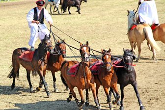 Die 43. Wenigenaumaer Ponyshow – ein tolles Event auch für zahlreiche Vogtländer - Nachwuchspostreiter zur 43. Wenigenaumaer Ponyshow: Jonas Ritter aus Linda bei Pausa.