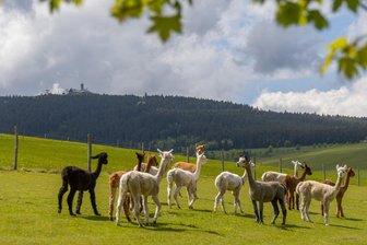 Die Alpakas vom Fichtelberg und das Geheimnis der neuen Erzgebirgssocke - Genießen ihr Leben auf den Bergwiesen am Fuße des Fichtelberges: die Alpakas von Romy Schmidt und Fritz-Jürgen Hieke.