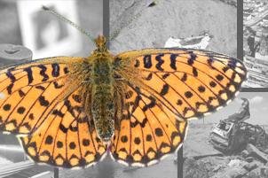 Die Angst vor dem Zufall - Kann der Flügelschlag eines Schmetterlings einen Orkan am anderen Ende der Welt auslösen? Bei der Frage um den Zusammenhang zwischen Zufall und Komplexität ziehen manche Philosophen den sogenannten Schmetterlingseffekt heran.