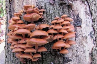 Die beste Zeit für Austernseitling und Co. - Samtfußrübling: Der bis zu 5 Zentimeter große Hut ist oft orangegelb gefärbt. Auf der Hutunterseite befinden sich helle Lamellen. Charakteristisch für den Stiel ist die gelbe Spitze und von der Stielbasis her ein brauner, samtiger Überzug.