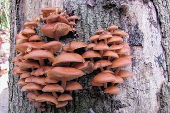Die beste Zeit für Austernseitling und Co. - Samtfußrübling: Der bis zu 5 Zentimeter große Hut ist oft orangegelb gefärbt. Auf der Hutunterseite befinden sich helle Lamellen. Charakteristisch für den Stiel ist die gelbe Spitze und von der Stielbasis her ein brauner, samtiger Überzug.