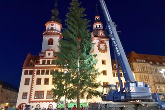 Die Chemnitzer Weihnachtsmarkt-Fichte steht - 