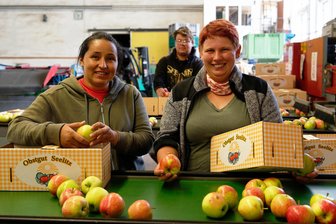 Die ersten Äpfel vom Obstgut Seelitz sind reif: Was kostet das Kilo in diesem Jahr? - Auf dem Obstgut in Seelitz haben Yulianny (l.), Kevin und Sabine in dieser Woche schon an der Sortieranlage für Äpfel zu tun.