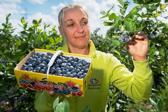 Die ersten Heidelbeeren sind blau - Bücken nicht nötig! An den meisten Blaubeerfeldern muss man noch nicht einmal selbst pflücken, wie Elena Balau in Dresden demonstriert.