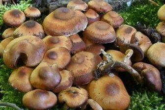 Die ersten Pilze sprießen bereits - Derzeit findet man unter anderem Stockschwämmchen. 