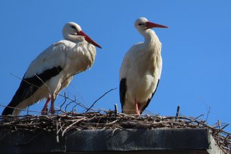 Die ersten Störche sind schon da: Wo es im Vogtland schon klappert - Ungewöhnlich früh: Im Pausaer Ortsteil Wallengrün klappert es bereits seit 23. Februar.