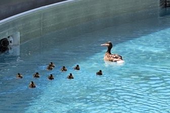 Die Freibäder öffnen erst später: Tierische Gäste vor Saisonstart im Muldabad - Die ersten Badegäste im Muldaer Erlebnisbad: Eine Entenfamilie planschte im Becken.