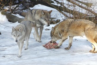 Die fünf drängendsten Fragen zum Wolf im Vogtland - Dieses Foto entstand nicht im Vogtland, sondern bei einer Fütterung im Wildtiergehege Rabenstein bei Chemnitz.