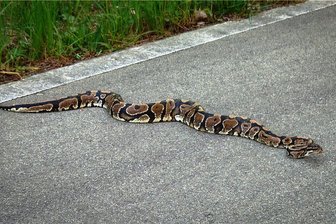 Die Geschichte hinter dem Königspython-Fund nahe Aue - Schlängelte sich kürzlich über den Mulderadweg zwischen Aue und Bockau. 