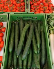 Die Gurke darf jetzt wieder krumm sein - Darf wieder wachsen, wie sie will: die Salatgurke. Exemplare aus dem Gewächshaus mussten bisher mindestens 250 Gramm wiegen.   