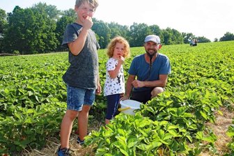 Die Guten ins Töpfchen ... -  Auf anderthalb Hektar wachsen vier Sorten Erdbeeren zum selber pflücken.