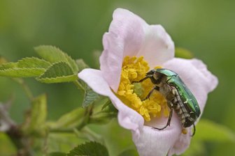 Die handliche Garten-Detektei -
