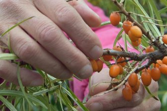Die Hausapotheke direkt vor der Tür - Angelika Künzel hat sich der Kräuterkunde verschrieben. Hier wird Sanddorn im heimischen Naturgarten gepflückt. 