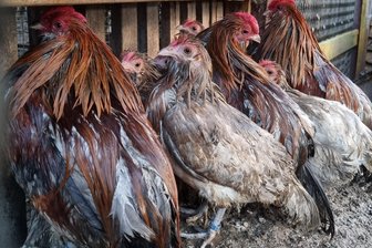 Die Hühner-Hölle von Werdau: Knapp 80 halb verhungerte Tiere aus Verwahrlosung gerettet - Hühner in einem Haus in Werdau standen in einer zentimeterdicken Schicht aus Exkrementen.