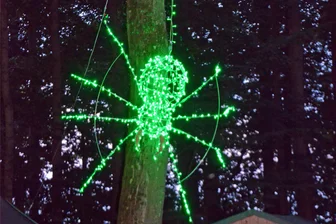 Die Insekten sind los beim Insects & Spiders Open Air im Park Börnichen - Spinnen wie diese sind los während des Festivals Insects & Spiders im Börnichener Park.