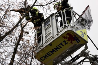 Die Katze auf dem Baum: Warum dieser Einsatz in Chemnitz niemanden in Rechnung gestellt wird - Mit Drehleiter und beherzten Griff wurde die Katze vom Baum gerettet.