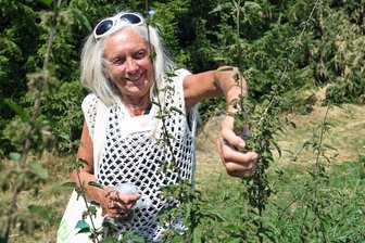 „Die Königin der Pflanzen ist die Brennnessel“: Kräuterfrau aus dem Erzgebirge findet Energiespender vor der Haustür - Keine Scheu: Sigrid Markstein zieht mit der Hand die Blätter der Brennnessel nach oben ab.