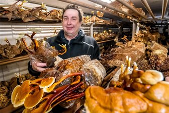 „Die Kunden sollen sehen, was sie kaufen“: Gläserne Pilzproduktion auf dem Erzgebirgskamm geplant - Geschäftsführer Markus Münzner zeigt Reishi-Pilze. Sie kommen in der traditionellen Medizin in Pulverform zum Einsatz und sollen unter anderem auch tumorhemmend wirken.