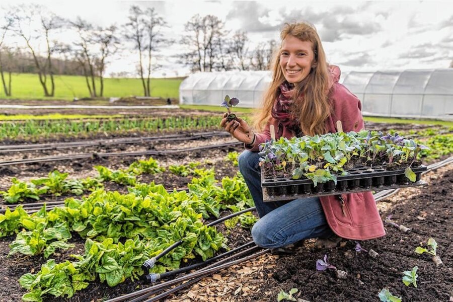 Die Markt-Gärtnerin aus dem Erzgebirge oder wo es Gemüse im Abo gibt - Die Kohlrabipflanzen, die Teresa Bochmann jetzt in die Erde bringt, hat sie selbst gezogen. 