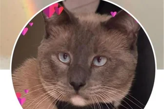 Die Navi-Katze: Wie ein Kater in den USA nach Hause fand - Siamkater Rayne Beau ziert jetzt Frauchens Facebook-Profil.