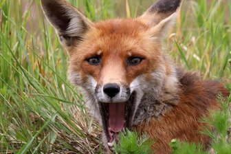 Die Not des Jagdpächters: Füchse stehlen in Gersdorf über 50 Hühner - Schön anzusehen, aber für manchen Geflügelzüchter ein Problem: ein Rotfuchs am Hofgraben in Gersdorf.