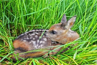 Die Rehkitz-Rettung kommt aus der Luft - Dieses Rehkitz wurde von einer Drohne samt Wärmebildkamera in der Wiese aufgespürt und vor der Mahd an einen sicheren Ort gebracht. 