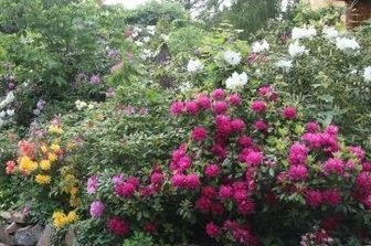 Die "Rhododendren-Stadt" blüht auf - Im Villenviertel in Augustusburg gibt es viele Vorgärten mit Rhododen-dronbüschen.