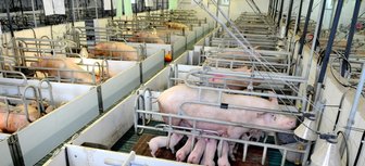 Die Sattmacher - Kein Vor und Zurück im Kastenstand der Massentierhaltung: Sauen mit ihren Ferkeln in einem Stall im mittelsächsischen Reichenbach/Gemeinde Kriebstein. 