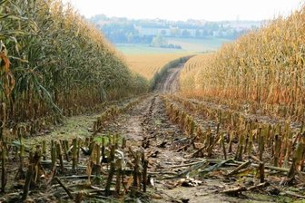 Die schlechteste Ernte seit zehn Jahren - Ernteschneisen, die zur Bejagung von Schwarzwild dienen, hat ein Landwirt hier bei Treuen schon geschnitten. Ein Teil des Maises steht aber noch auf den Feldern. Die Frostschäden sind deutlich erkennbar.