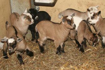 Sieben Zicklein sind über den Jahreswechsel im Tierpark Chemnitz geboren worden.