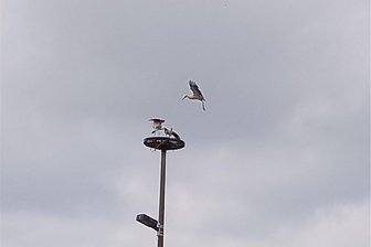 Die Störche sind zurück im Vogtland: Tiere nahe Pausa und Oelsnitz gesichtet - Störche am Nestplatz in Untermarxgrün. Das Nest ist seit Jahren verwaist. Auch diesmal flogen die Tiere weiter.