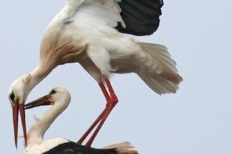 Die Storchendame ist jetzt da -