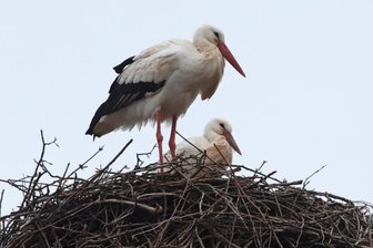 Die Storchendame ist schon da -